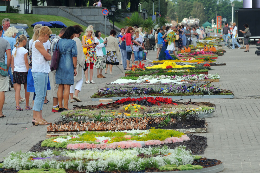 Ziedu paklāji, Ventspils